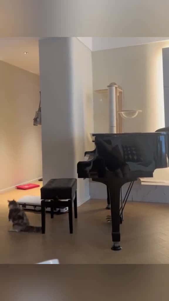 Cover for Cats with musical talent funny cats fyp catsoftiktok fouryou 95454 #ilovescoopz