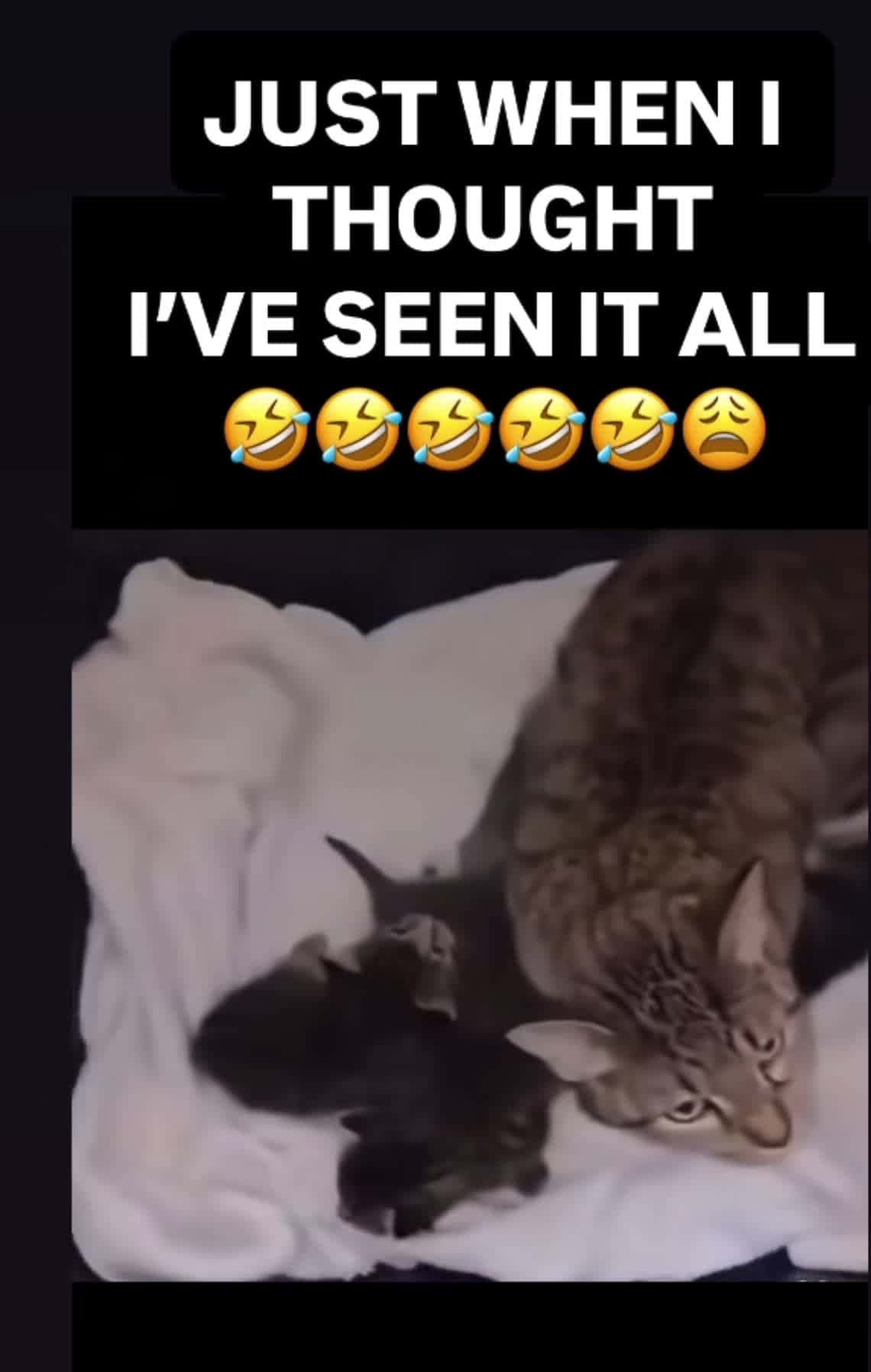 Cover for #OddlySatisfying #Funny #FunnyVideo #Viral #Trending #Fyp #Explore #ForYouPage #FirstVideoChallenge #OddlySatisfying #FunniestVideoOnMyPhone #TrueCrimeStories #LifeDrama #CaughtOnCamera #FavMovieClip #Explorepage #Viral #Reels #Shorts #Scoopz #viral #viralvideo #video #foryou #explore #explorepage #fypage #jyquiel #toofunnytoscroll