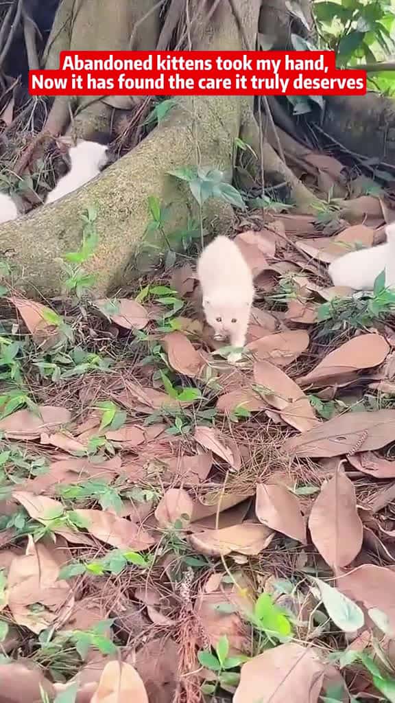 Cover for dog animals animalsrescue cat fyp 78253 #shortvideos