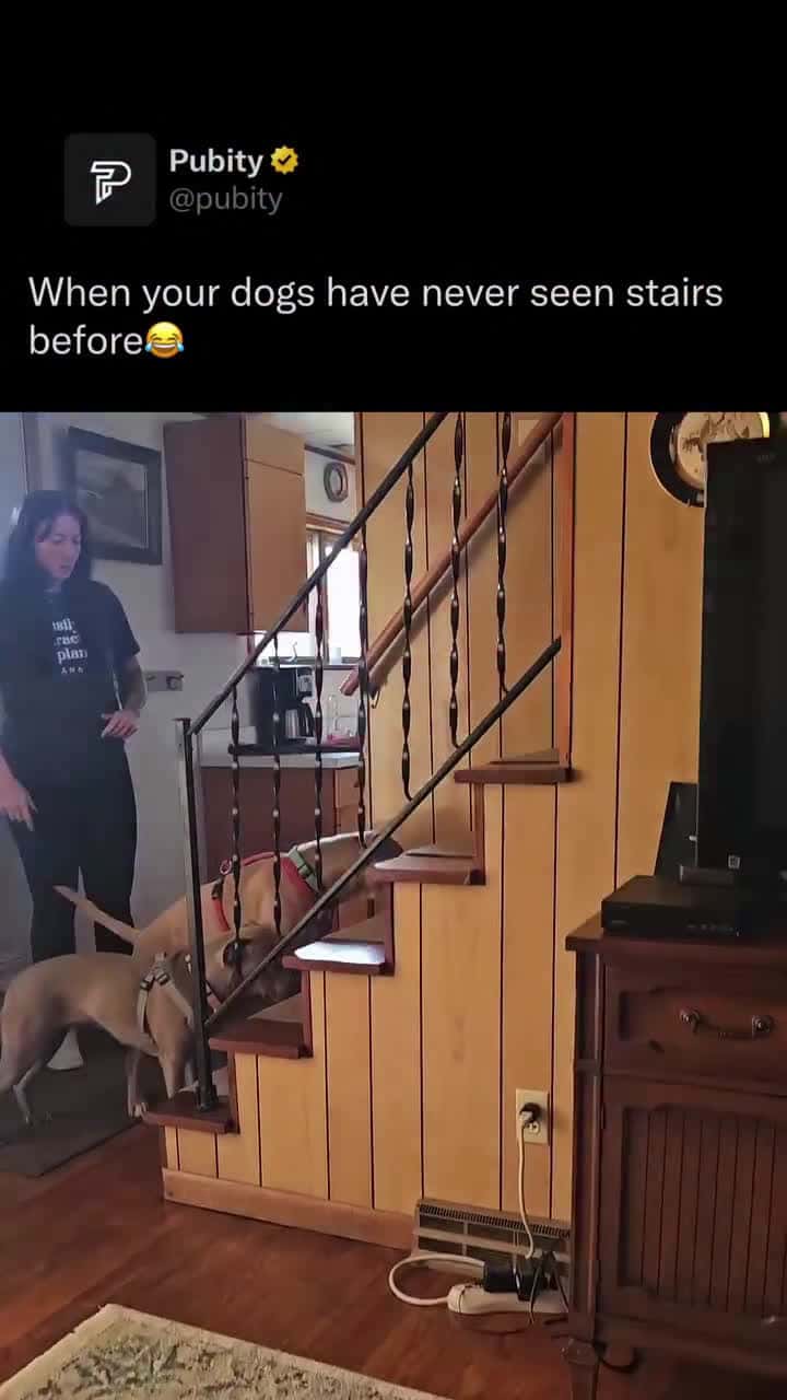 Cover for #FavMovieClip Dogs are not born knowing how to go up stairs, but many figure it out quickly through curiosity and practice. Puppies, especially, may hesitate at first because stairs can seem tall, steep, and unfamiliar.