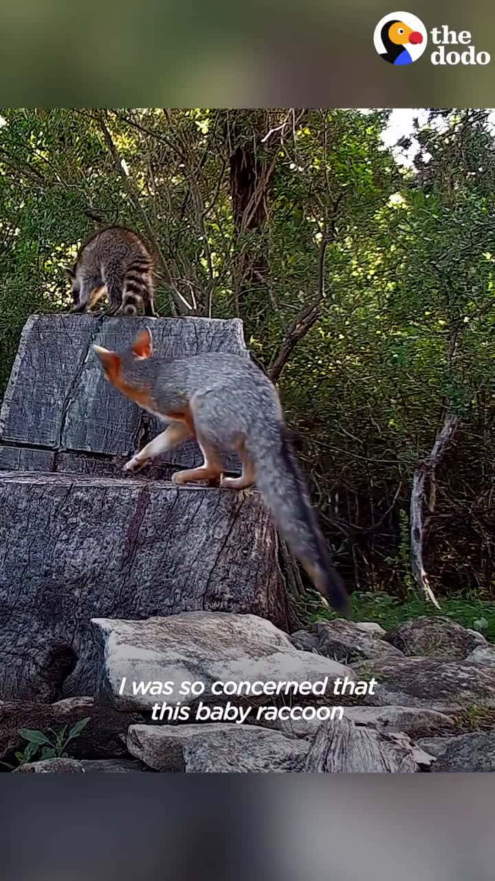 Cover for Guy looked at his trail camera footage and saw a baby raccoon having the weirdest night ever in a den full of foxes ( @texasbackyardwildlife) 