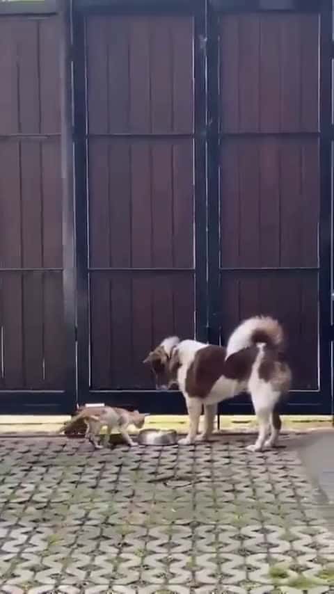 Cover for Kind Dog aIIows a starving kitten to eat its food