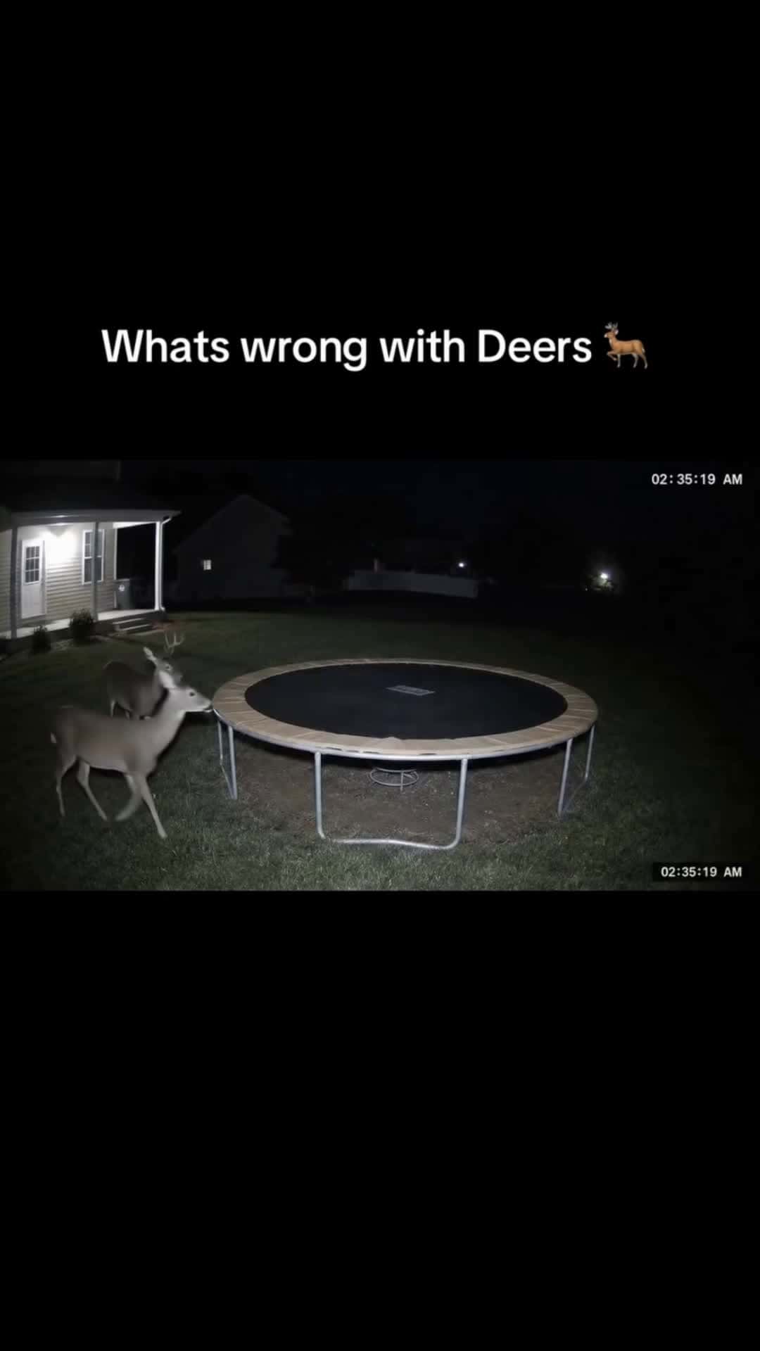Cover for #funnestvideotren that deer🤣