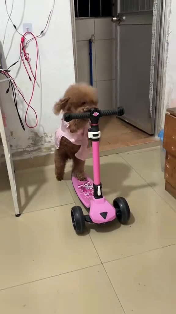 Cover for cunyeu fyp dog cute thucung poodle bunquystoc 20487 #american