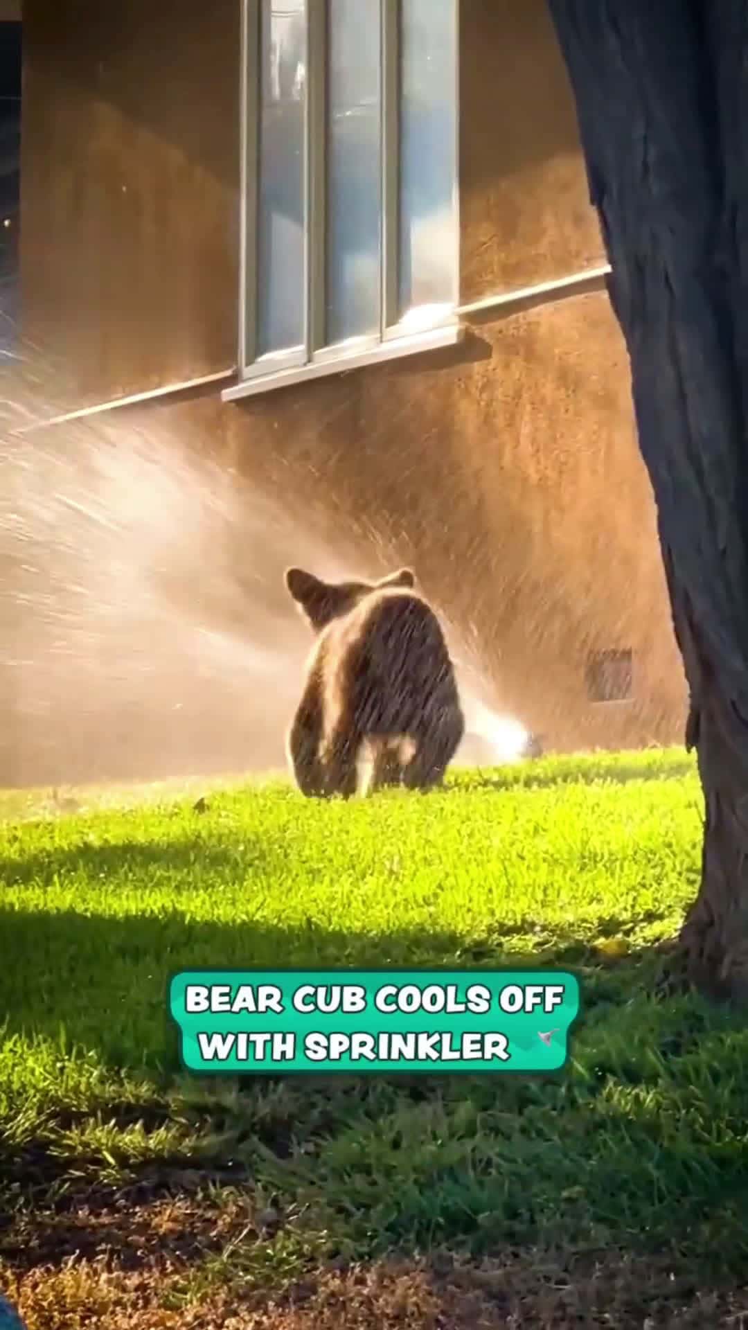 Cover for Bear Cub Cools Off With SprinklersEven bears need to cool off 🥵