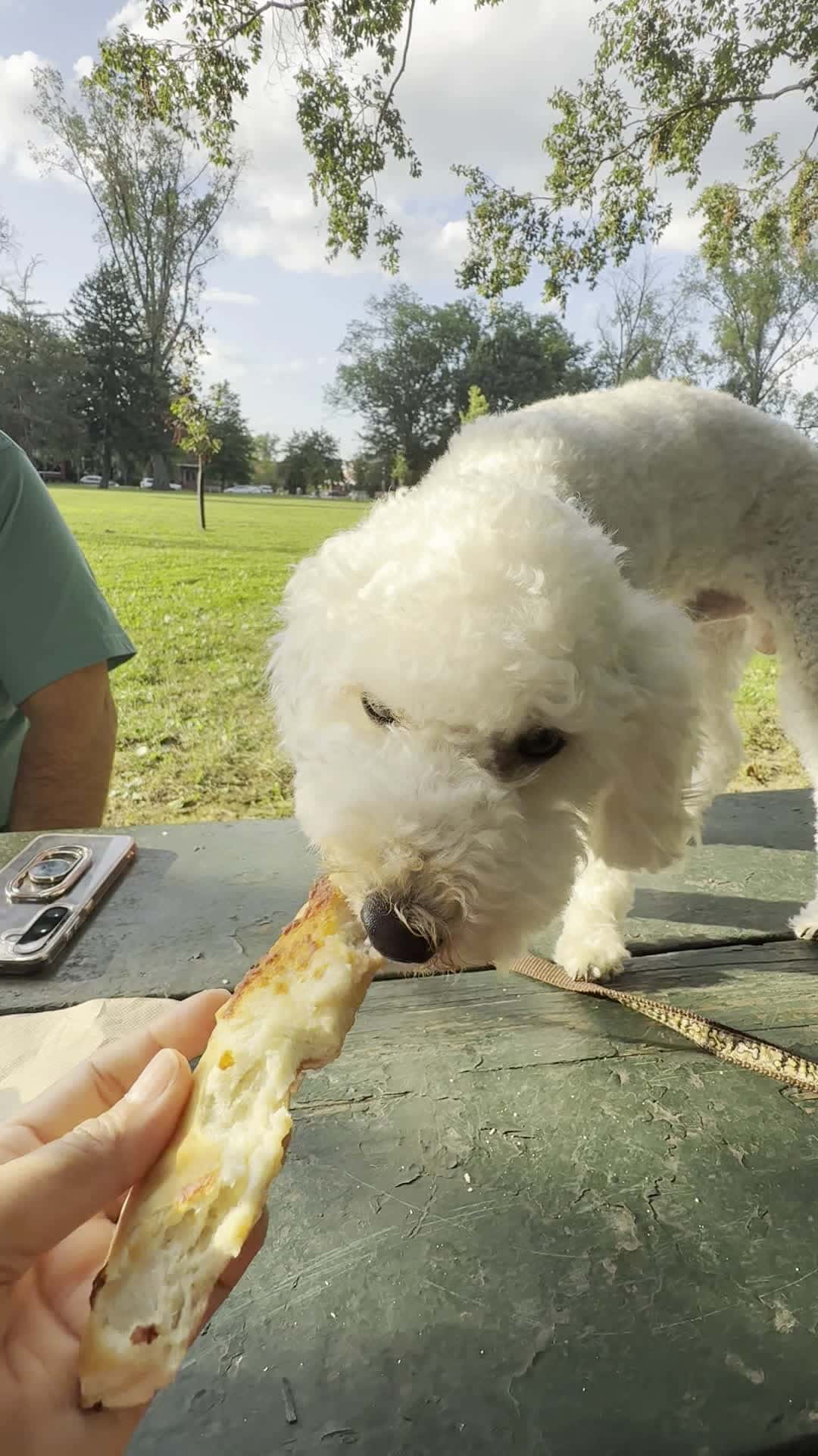 Cover for Whisky love pizza #dog #dogvideo #pet #pets #poodle #scoopz #viral #followers #followme