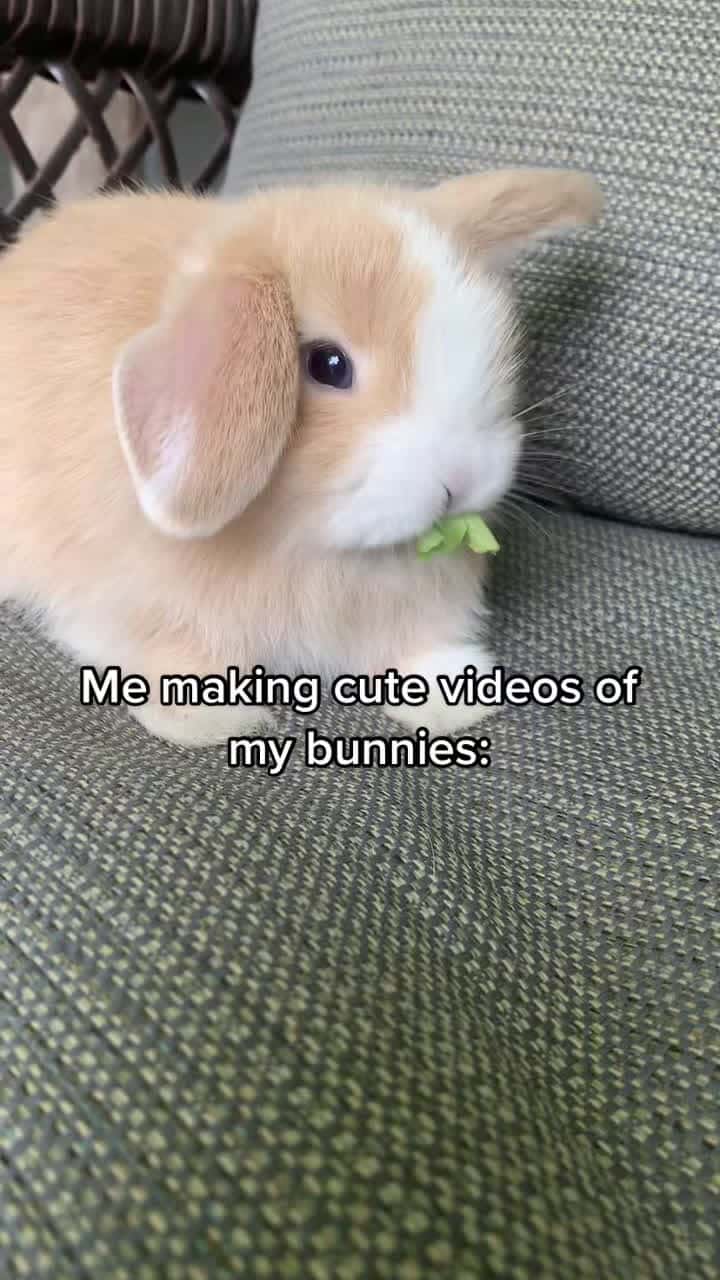 Cover for Follow if you want more cute bunny content🐰 #hollandlop#hollandlops#b...
