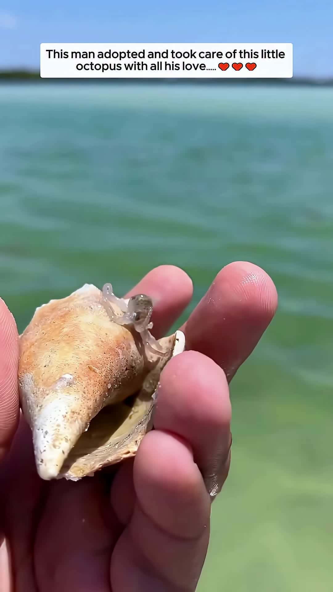 Cover for This man adopted and took care of this little octopus with all his love animalshorts