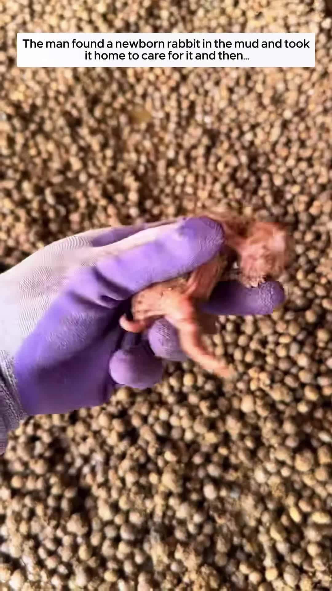 Cover for The man found a newborn rabbit in the mud and took it home to care for it and then