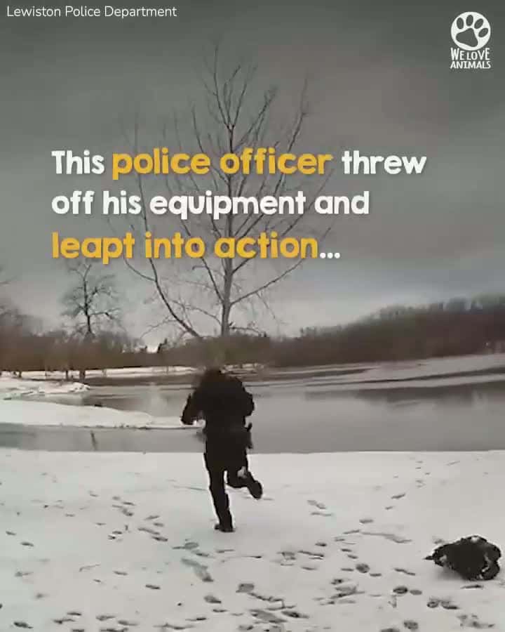 Cover for Bodycam footage captured this brave police officer throw himself onto thin ice to rescue a dog trapped in a frozen lake #SpreadTheLove#ThePawfectMoment