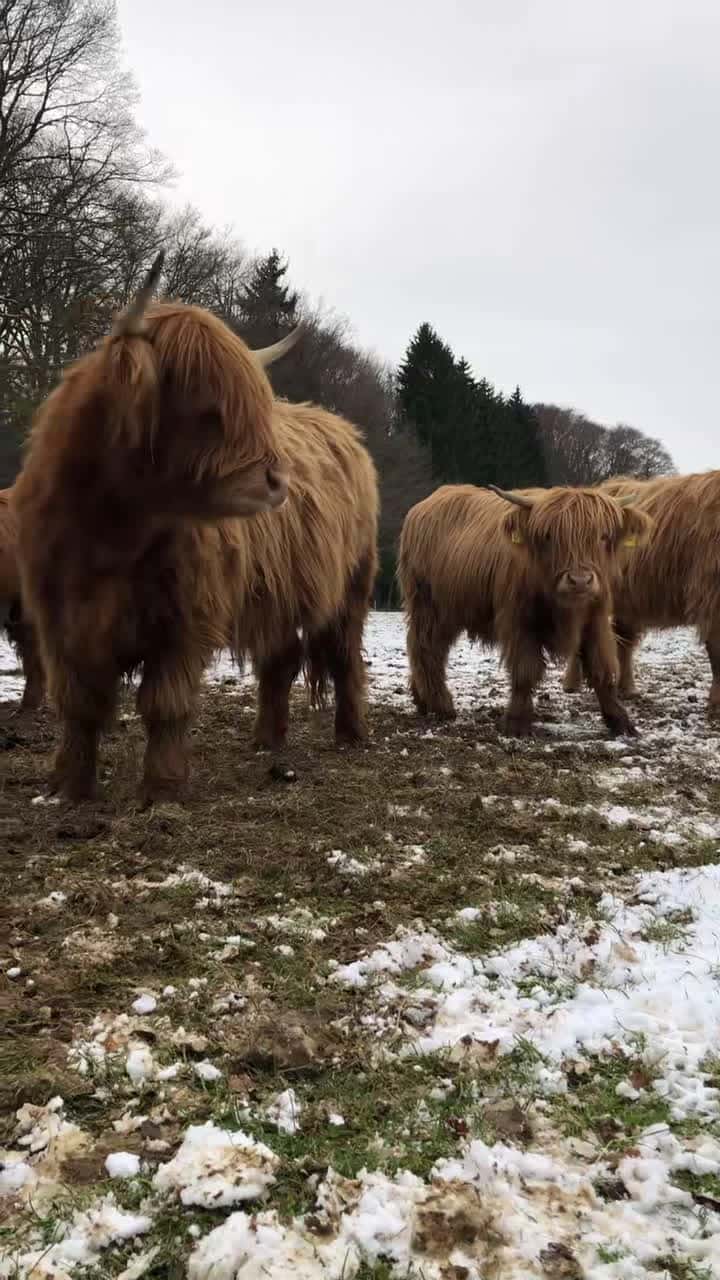 Cover for 2024 with the cutest and loveliest Highlandcows🥰🐂🌱 