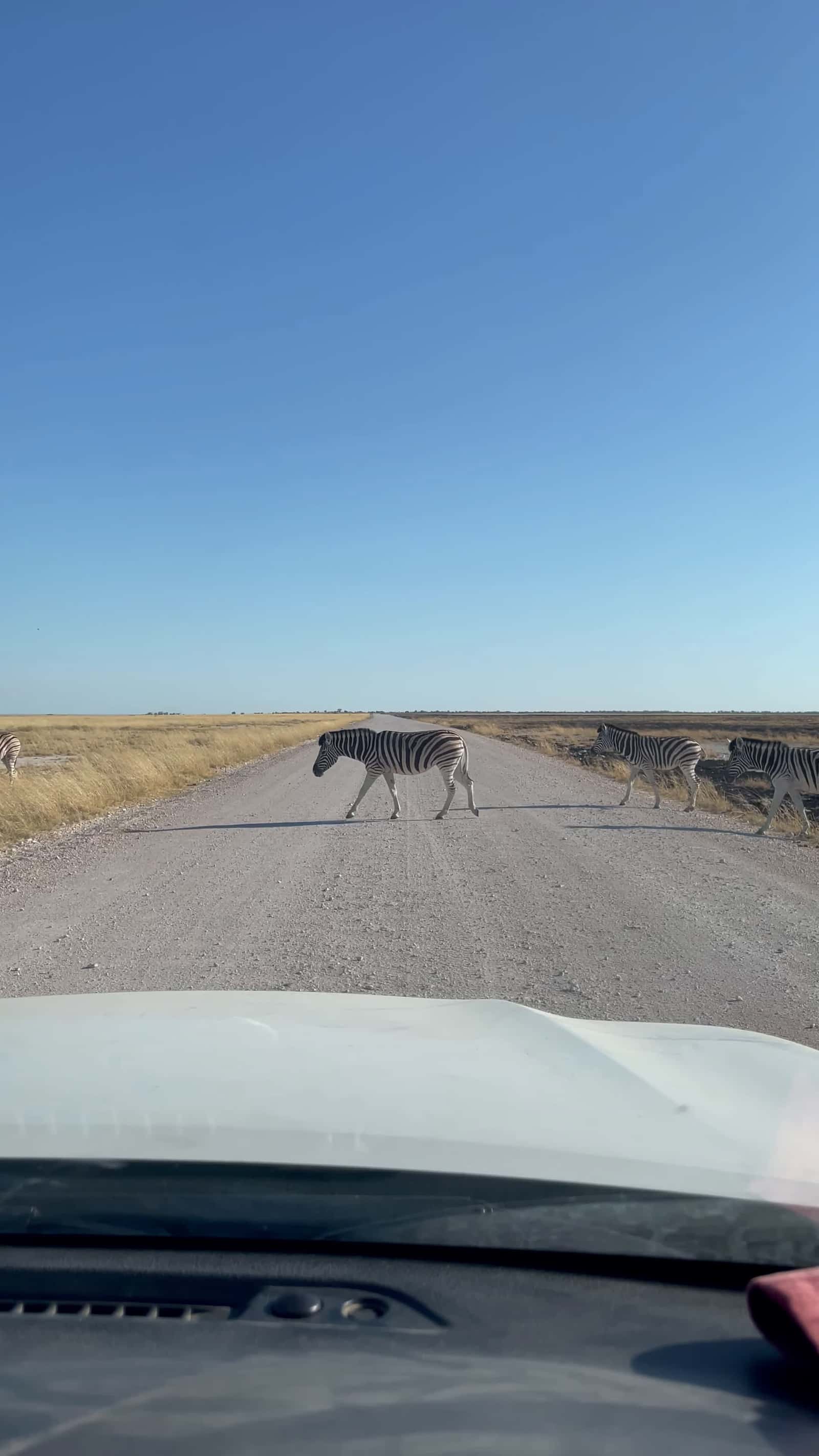Cover for #CaughtOnCamera Encounter with Zebras on Road in Etosha National Park.