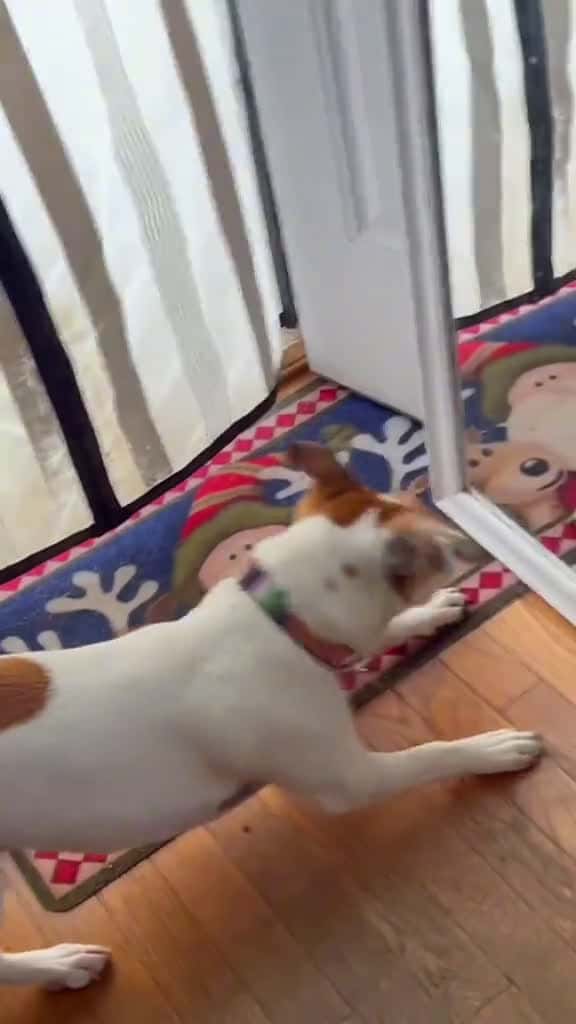 Cover for When the dog looks in the mirror for the first time #dogsoftiktok #dogtok #dog #funnyvideos #pet #doglife #funnydog  created by hilariousdogs11 with hilariousdogs11’s original sound