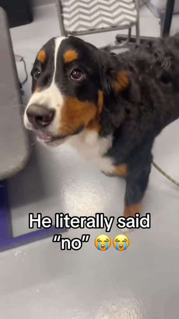 Cover for He speaks English and he talks back. Send help. dog foryou funny animals 96159 #trending