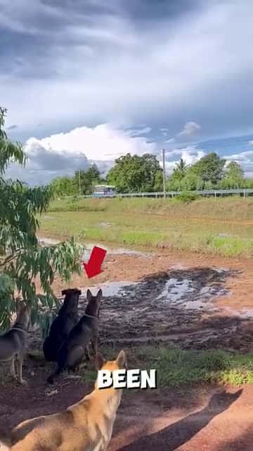 Cover for These dogs wait eagerly for their owner 🥹❤️#Pawfectmoment#Furyfriends