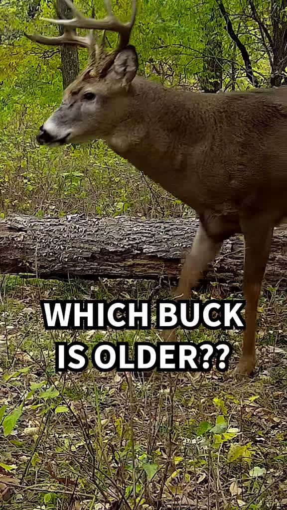 Cover for Which whitetail do you think is the oldest? 🤔 #deer #wildlife #Outdoors