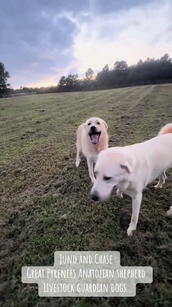 Cover for #junoandchase #greatpyrenees #anatolian #shepherd #livestockguardiandogs  created by Natalie with X Music C.A’s sonido original