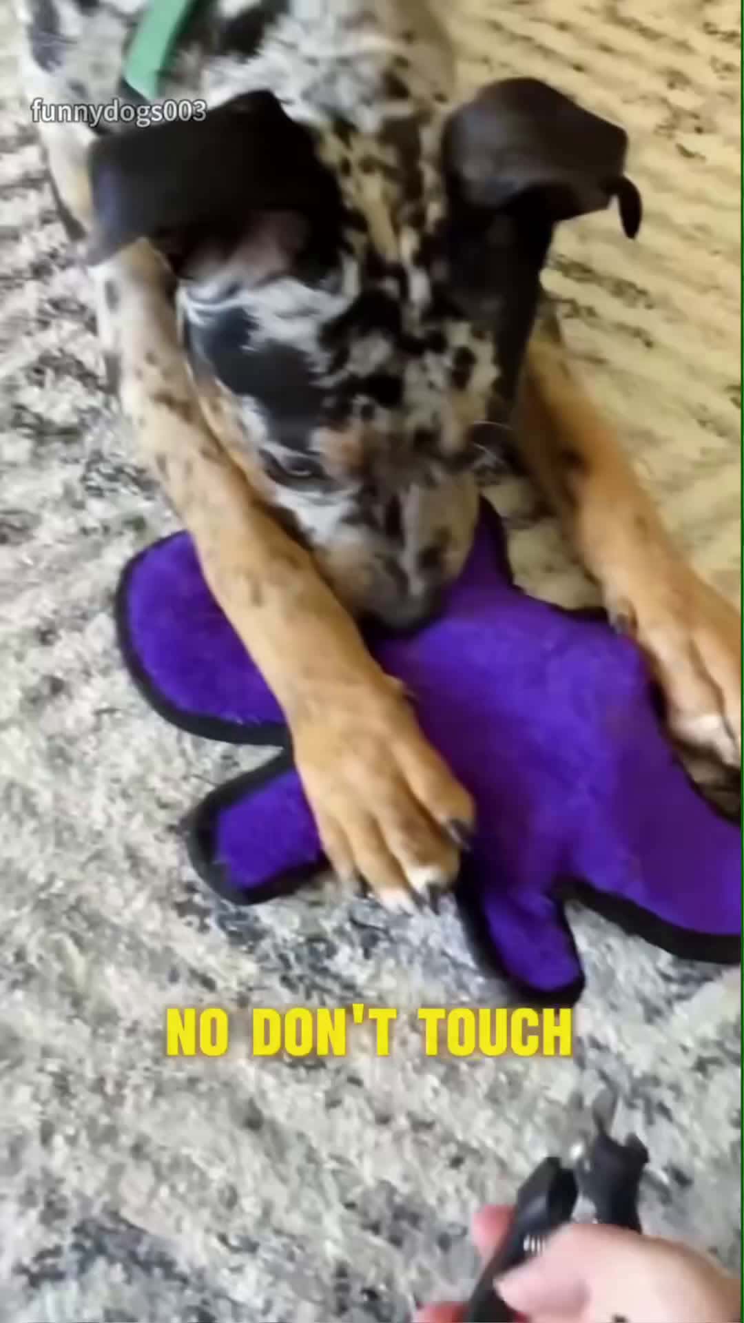 Cover for Dogs hate cutting their nails#dog#funny#funnyanimals#funnypets#animal... (2)