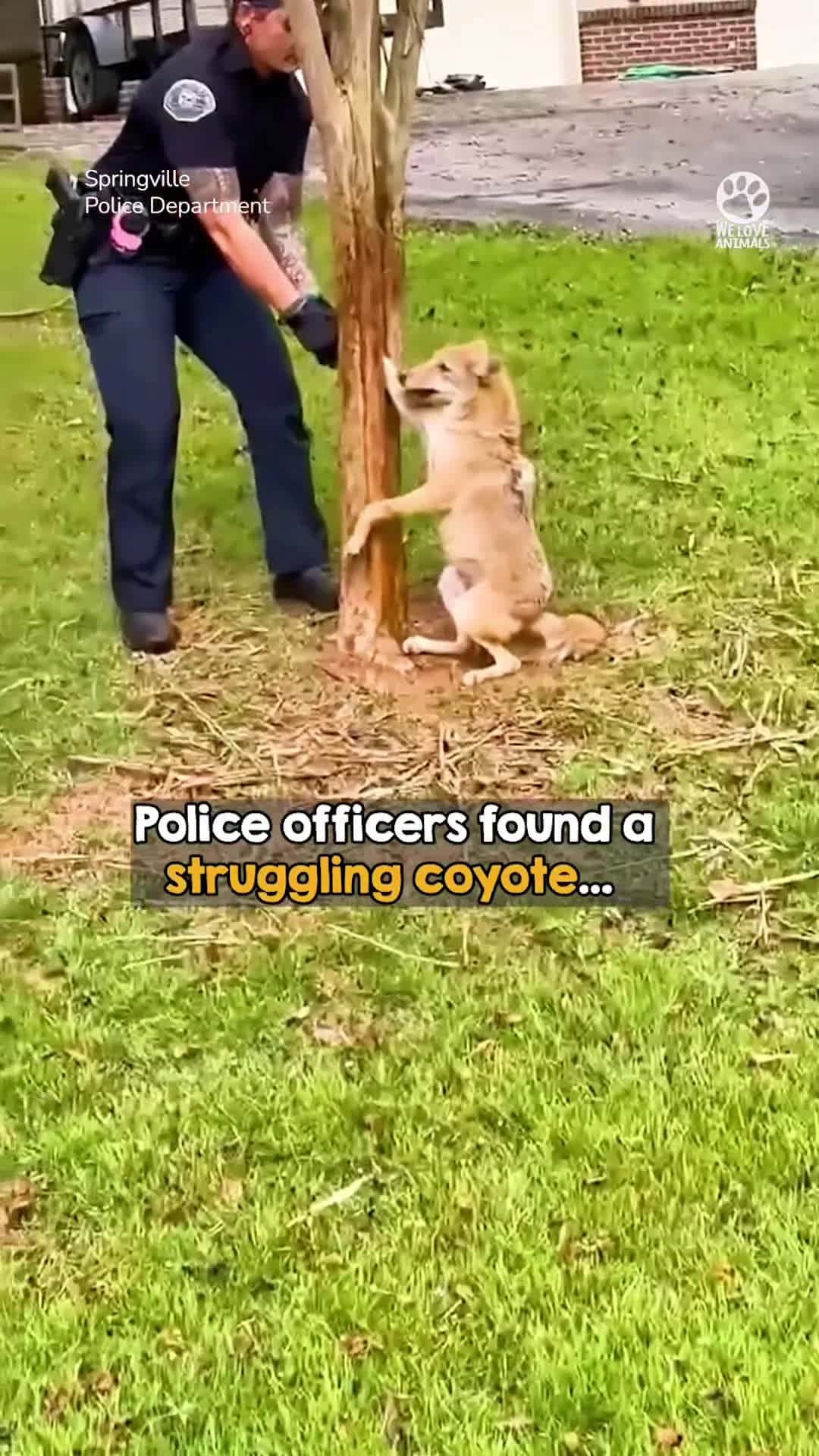 Cover for Hearing her desperate howls, officers rushed to her side 🙏
