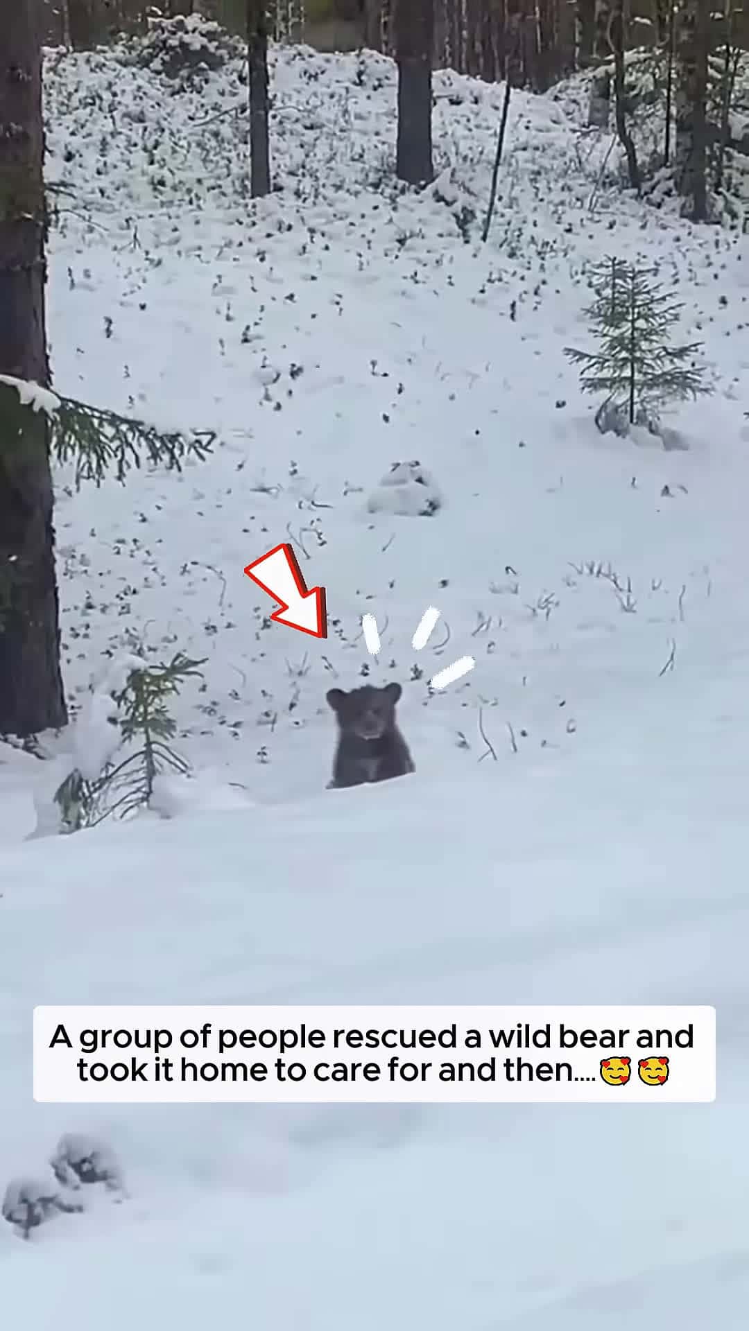 Cover for A group of people rescued a wild bear and took it home to care for and then animalshorts