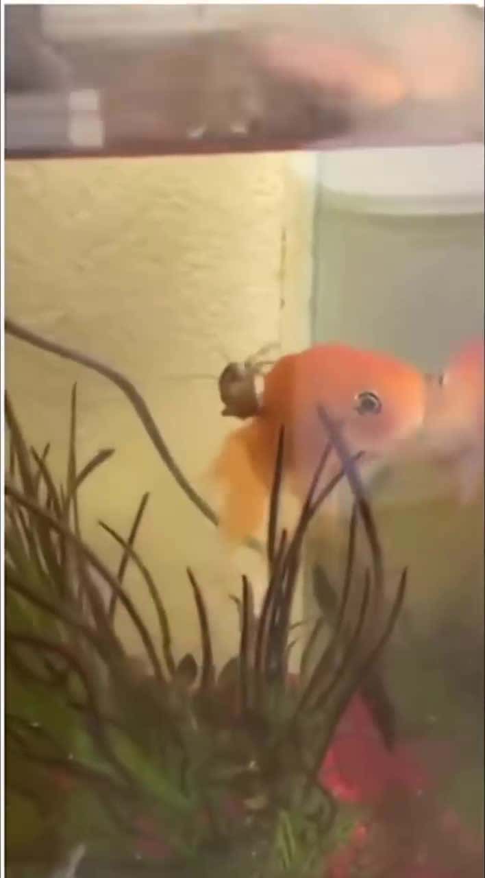 Cover for WOOOOOWWW‼️‼️😭😭🤣🤣🤣🤣#Comedy #LOLZ #Roach#Goldfish #PiggyBack