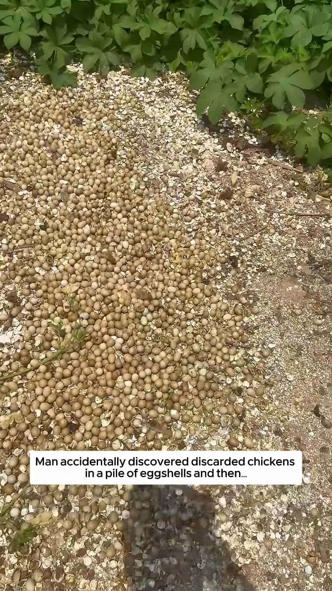 Cover for Man accidentally discovered discarded chickens in a pile of eggshells and then