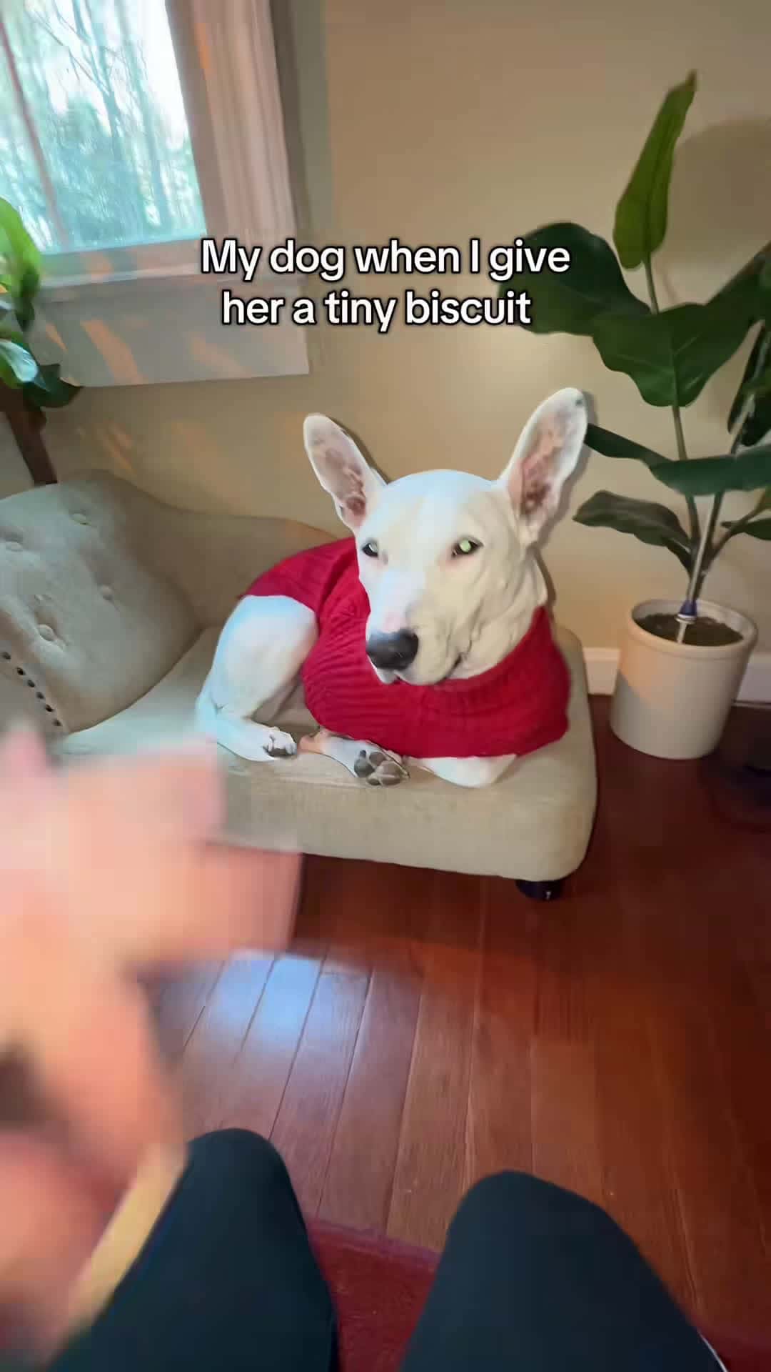 Cover for Biscuit wasn’t happy 😭😭 #dog #biscuit #treat #meme #channel #broke #m...