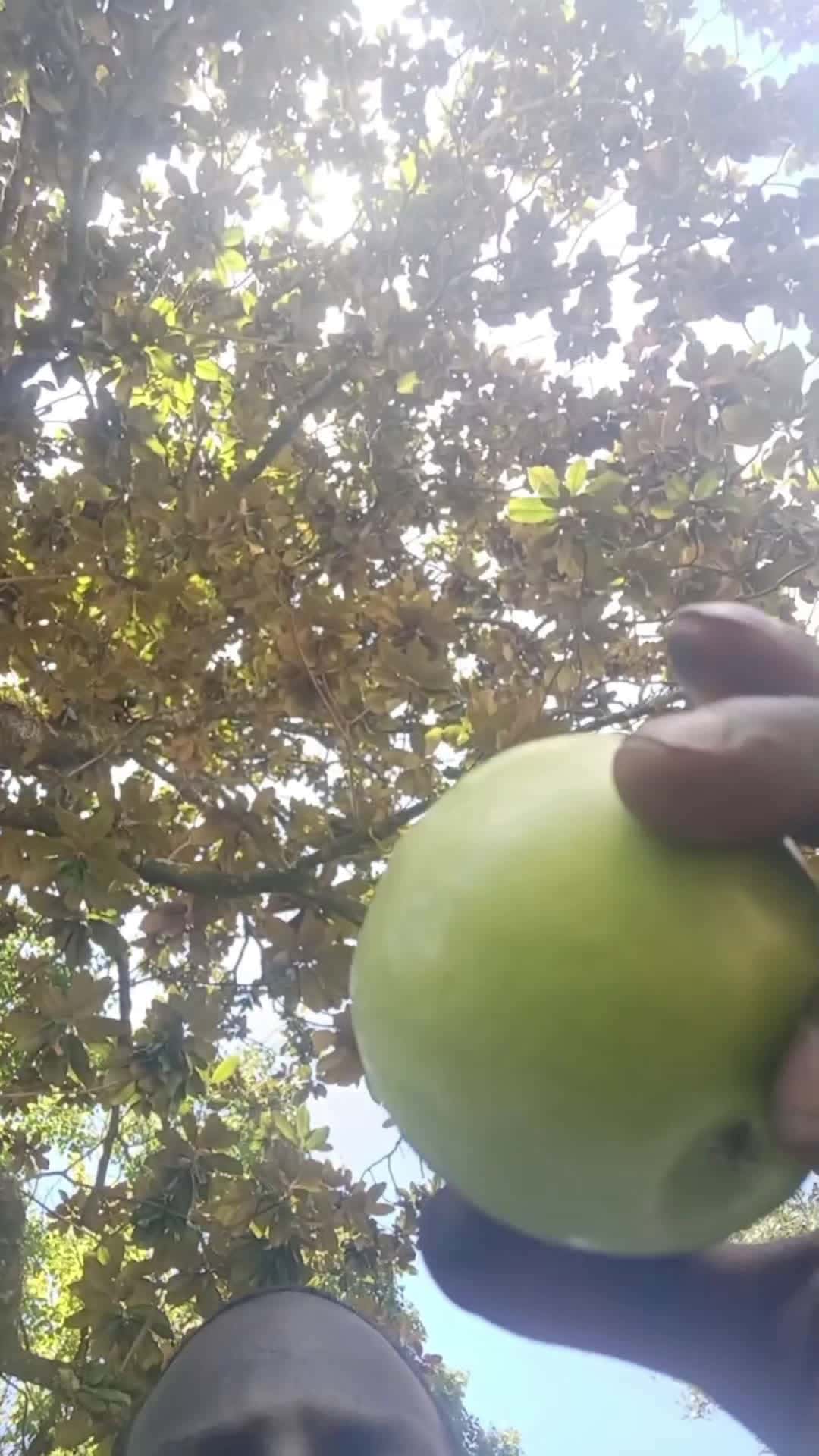 Cover for this apple didnt come from this 🌲