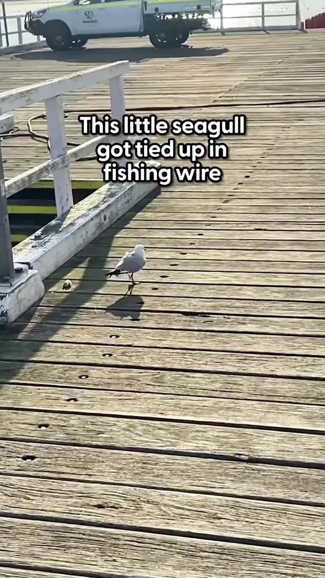Cover for Guys Rescue A Little Seagull With Wire Wrapped Around His BeakHis seagull friend was trying to ask them for help ❤️