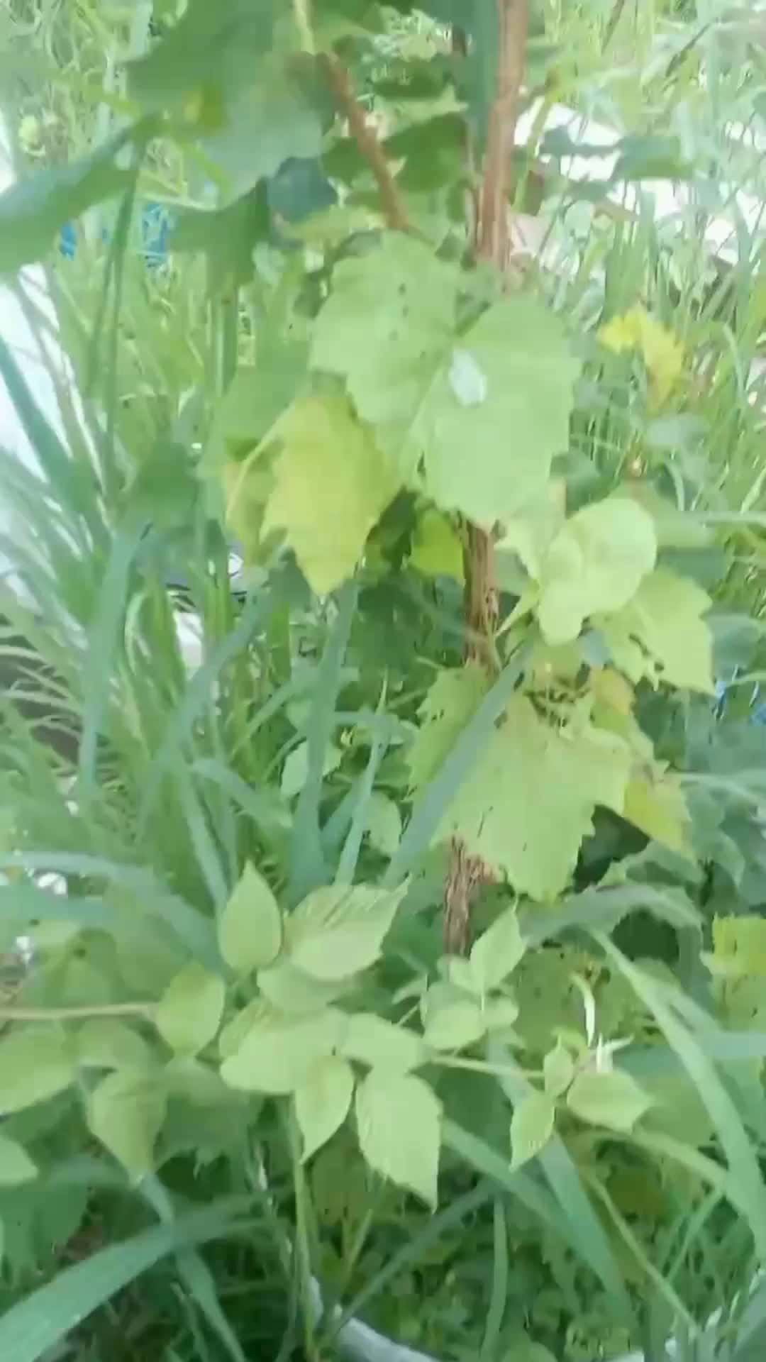 Cover for frog and mantis in the yard 