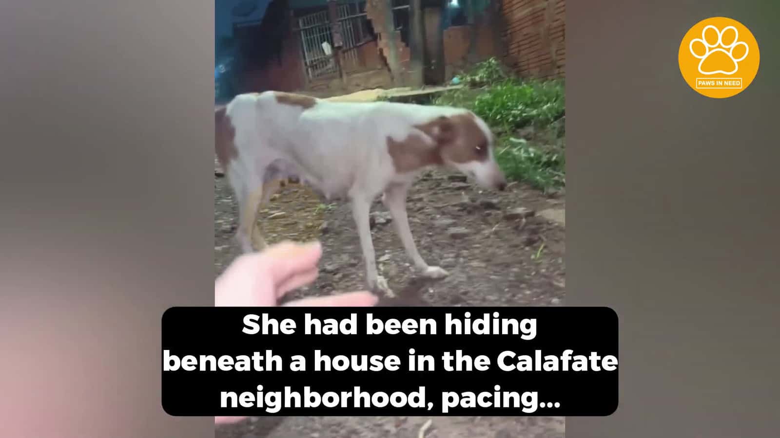 Cover for She Hid Under a House in Fear and Pain But Her Instinct to Protect Her Puppies Was Even Stronger