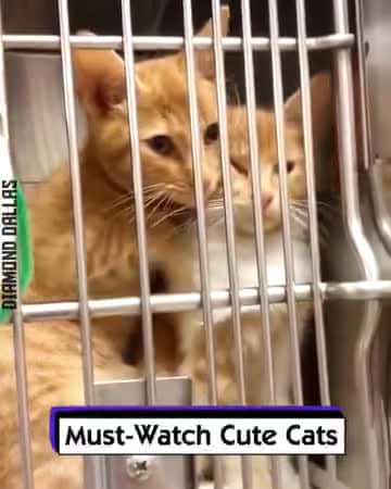 Cover for /storage/emulated/0/Download/Must - Watch Cute Cats