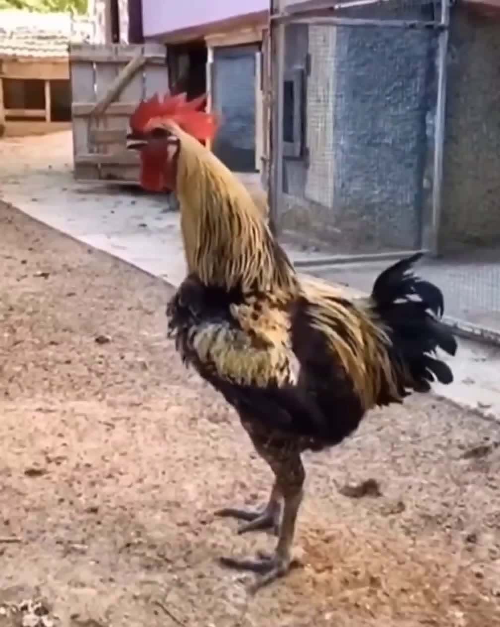 Cover for Real cock don’t die #CaughtOnCamera  #rooster