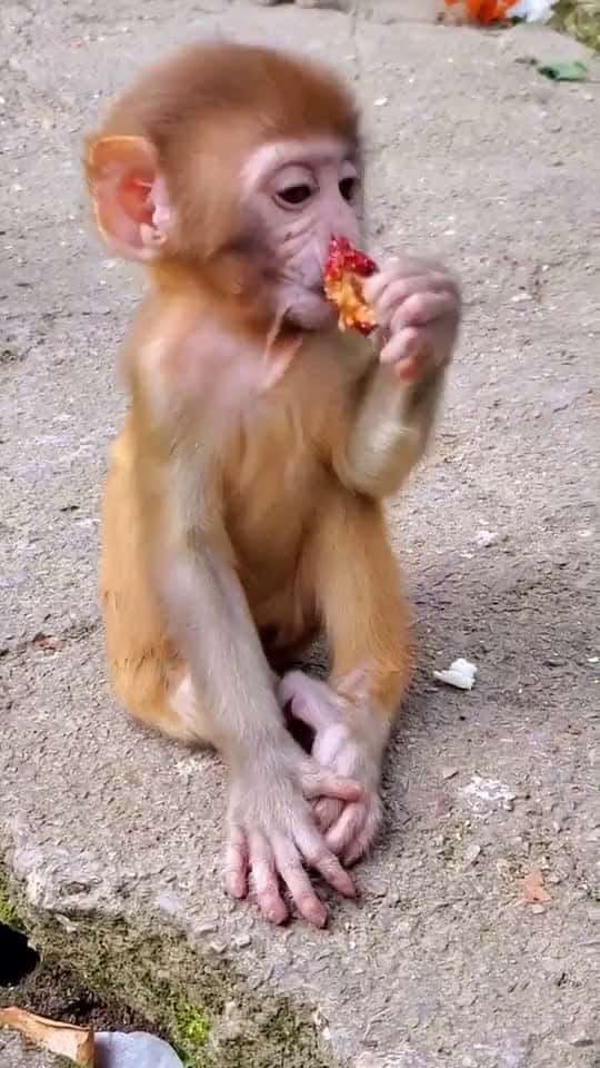 Cover for #littlemonkey #monkey #foryou