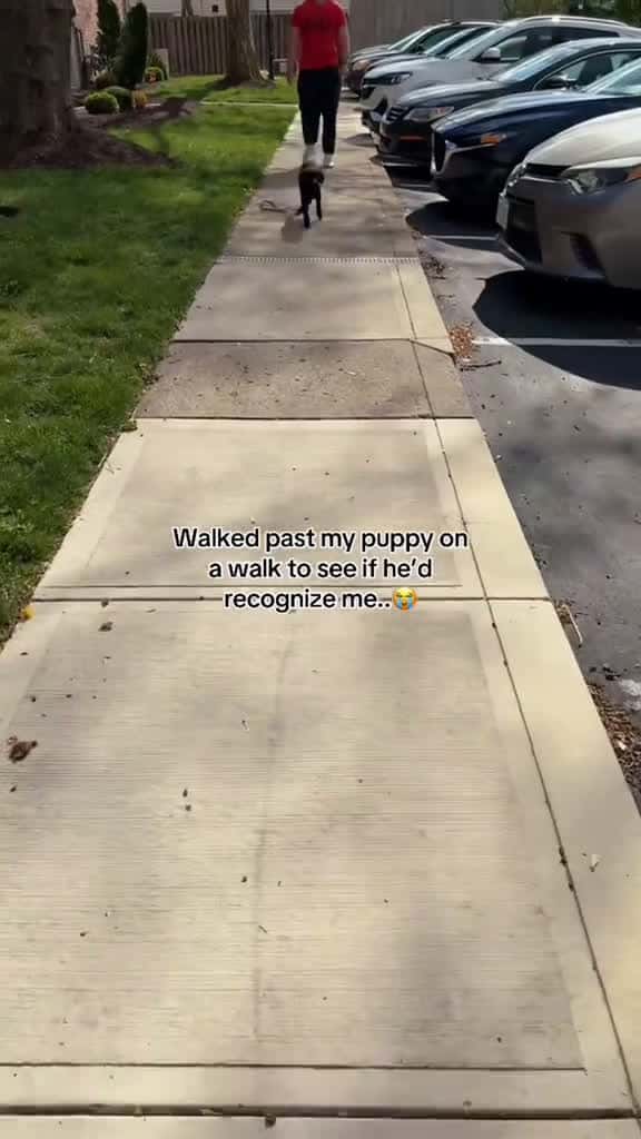 Cover for He sniffed me once and knew dog pet foryou funny animals 68798 #nicevideo