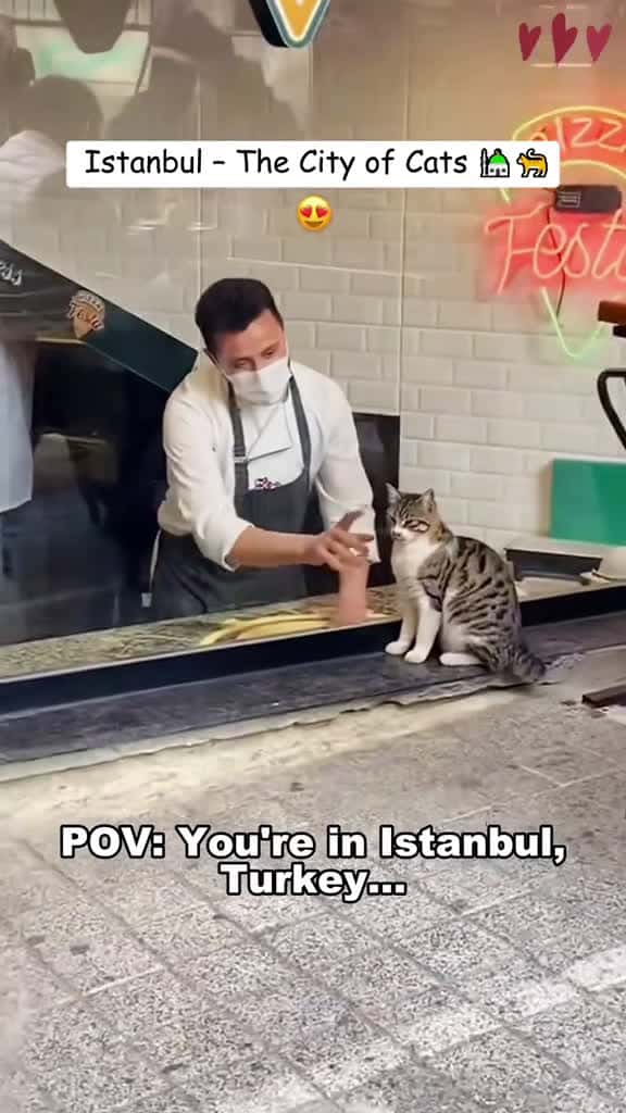 Cover for Istanbul The city of cats. pet cat fyp foryou foryoupage funnytiktok america istanbul 44639 #trending