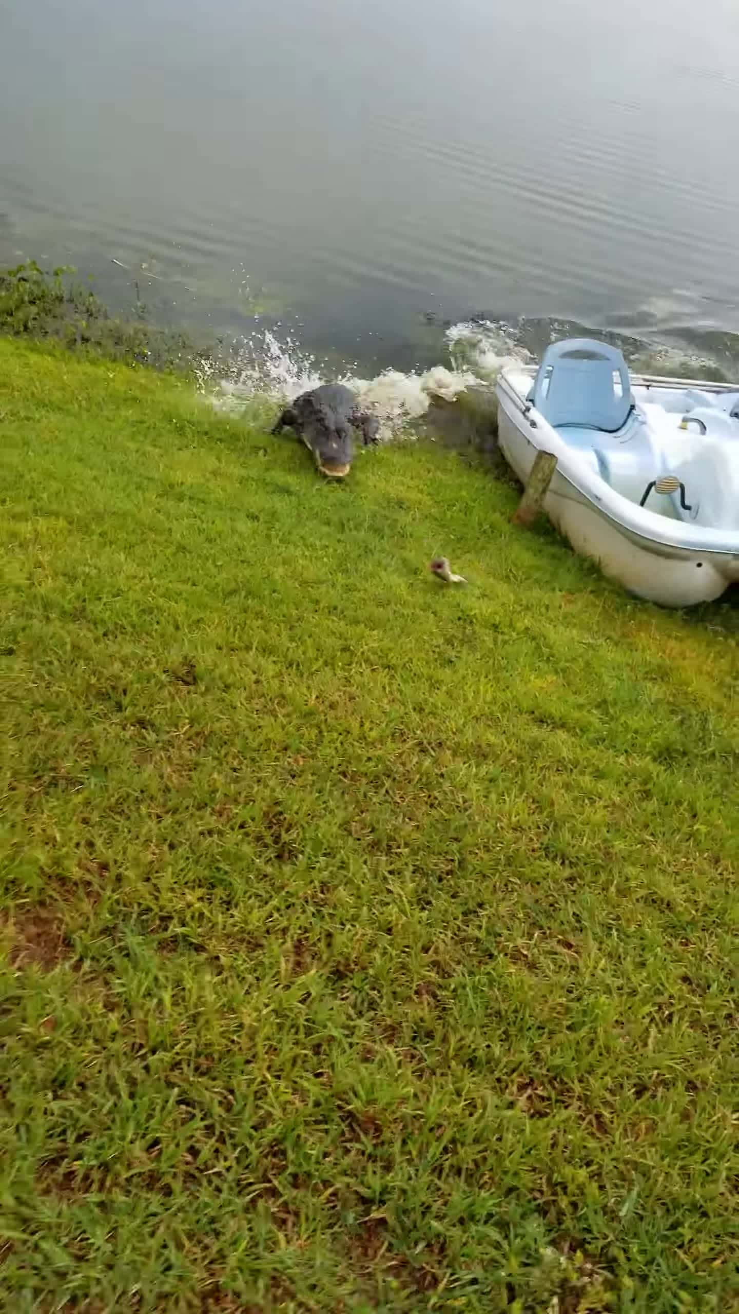 Cover for #CaughtOnCamera Alligator Chases Fish as Man Reels It then Chases Man.