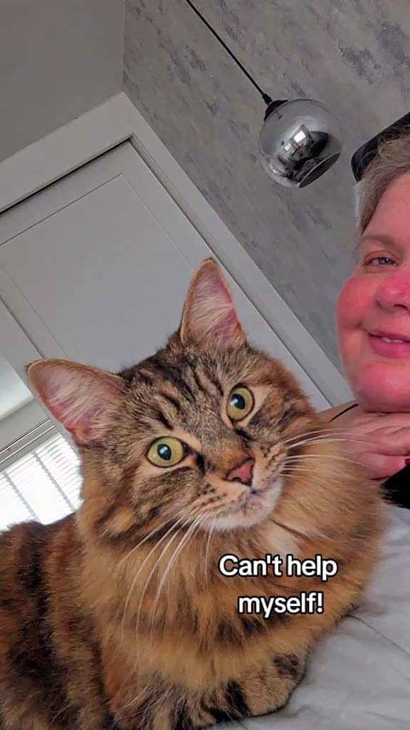 Cover for CapCut belle catsoftiktok beauty 30881 #shortvideos