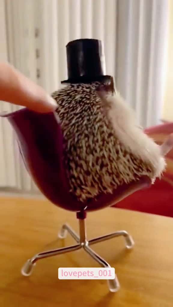 Cover for Funny Hedgehog.#hedgehog #hedgehogsoftiktok #funny #viral #usa #fypシ #cute #fyp #foryou #funnyvideos #funnyanimals #funnypets