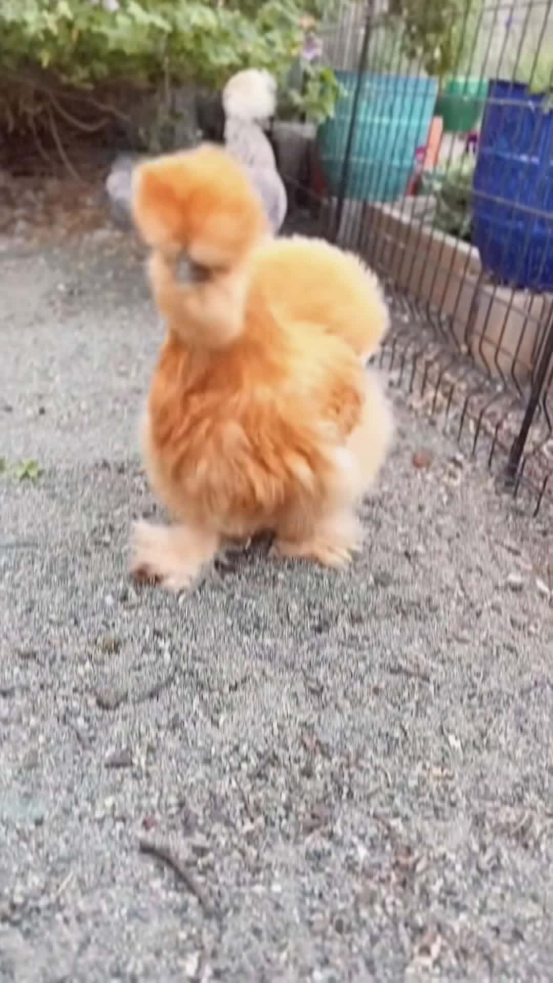 Cover for #chicken #chickensoftiktok