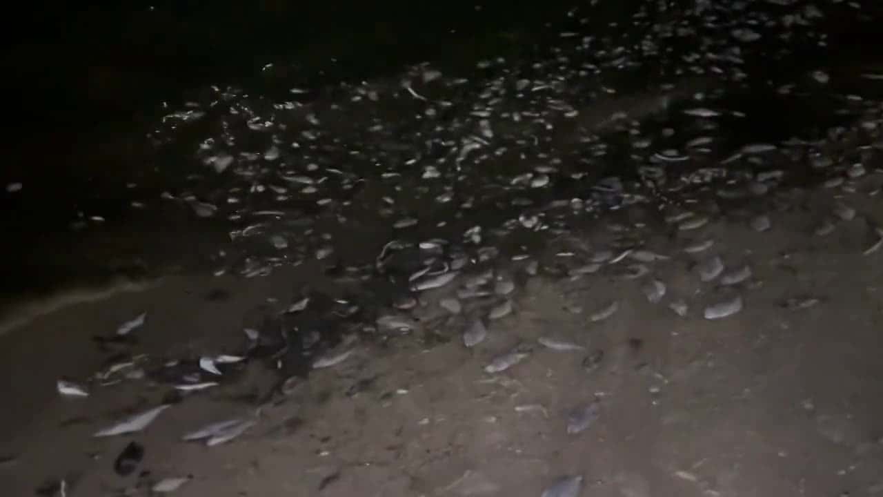 Cover for Hundreds of dead fish wash up on Biloxi beach