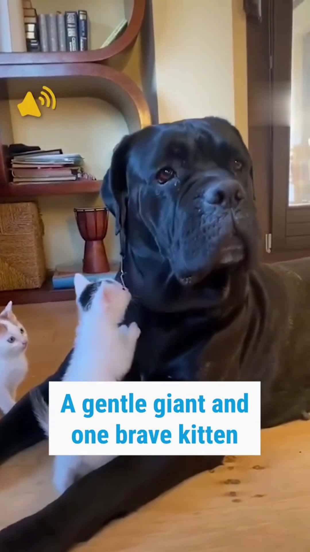 Cover for The gentle giant gets all the cuddlesThese two little buddies sure know how to make him feel special 🥰