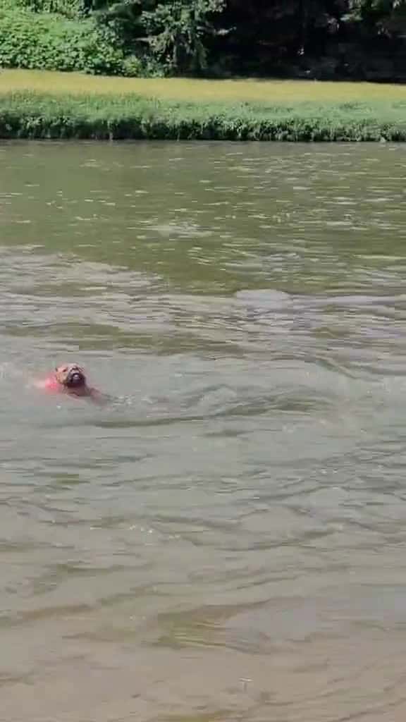 Cover for got my puppy swimming  created by jonof44 with Water Cowboys’s original sound