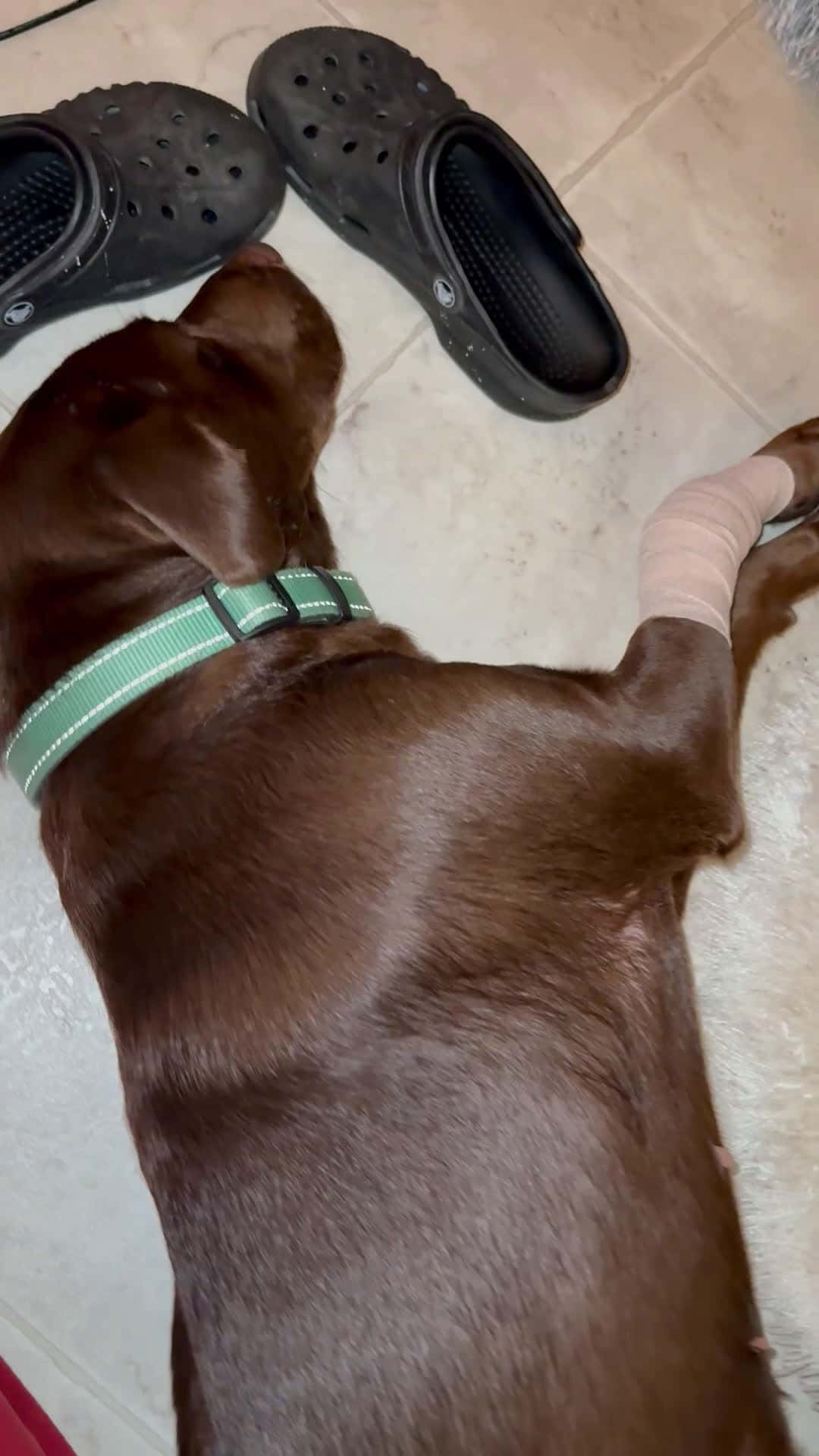 Cover for She wake up and she can’t walk I don’t know why! Poor my baby Lady! #dog #doglover #viralvideo