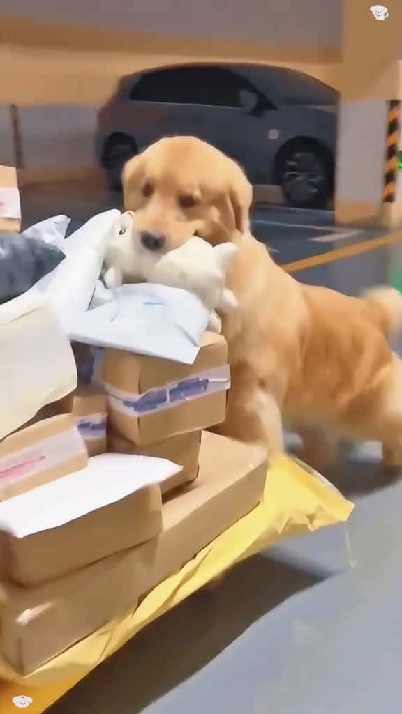 Cover for usa tik funny funnytitok foryou fypage dog dogsoftiktok lovely interesting 74750 #shortvideos