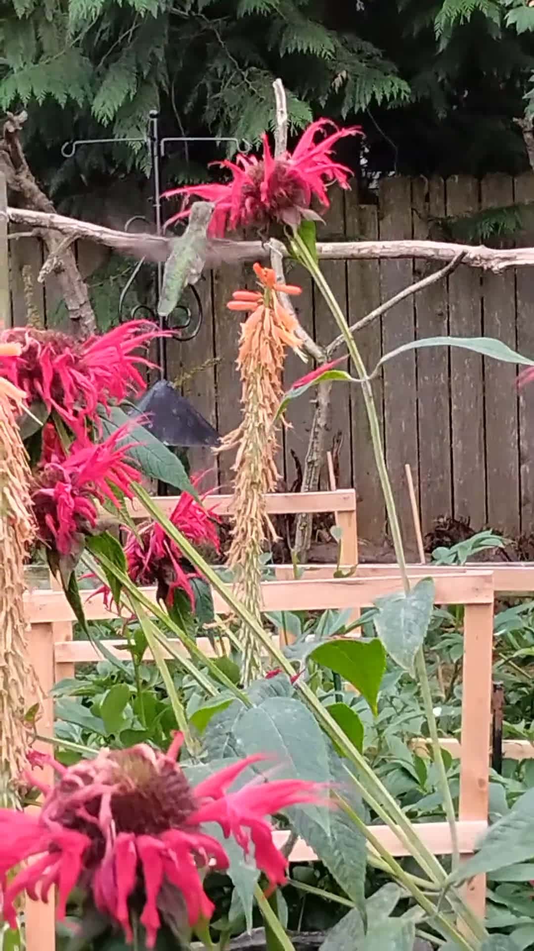 Cover for Mesmerizing moment: a hummingbird visits our bee balm 🌺✨ #Hummingbird #Nature #GardenMagic