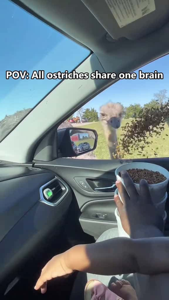 Cover for All ostriches share one brain🤣🤣#ostrich #ostriches #ostrichesoftiktok #fyp #fypシ #foryou #foryoupage #funnyvideos #funny #funnytiktok #funnyanimals