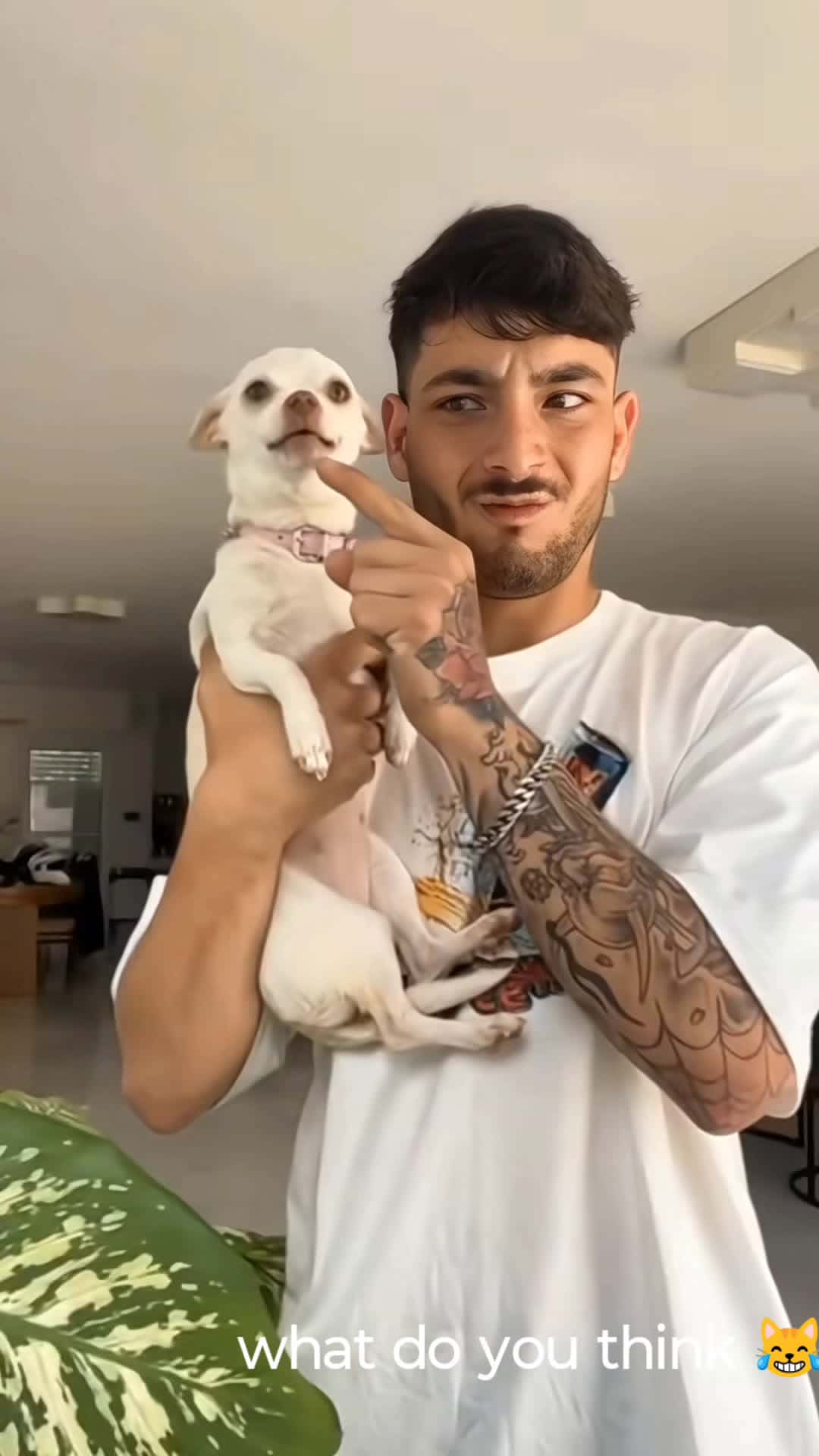 Cover for #FirstVideoChallenge #funny  #dog 