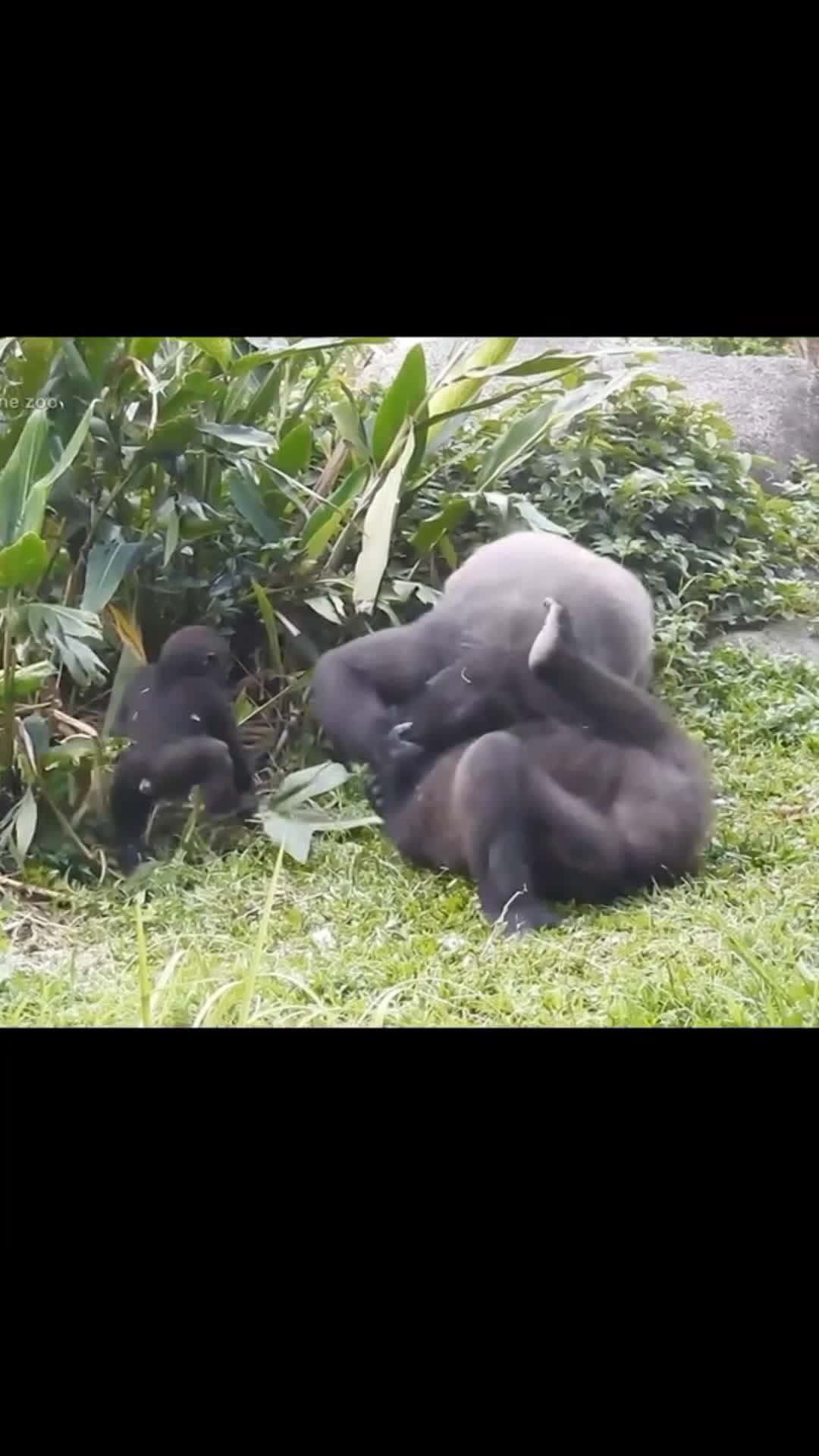 Cover for Lovely gorilla #gorilla #funny #fyp #foryou 