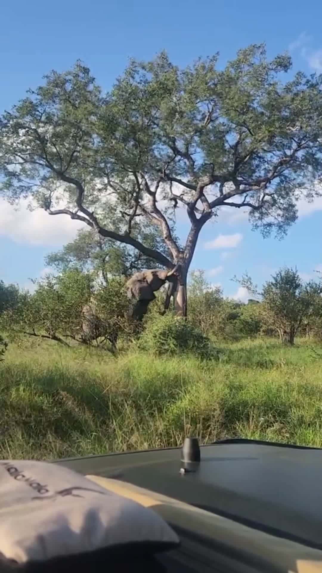 Cover for Elephant Casually  #elephant  #casually #puschies #down  #tree 
